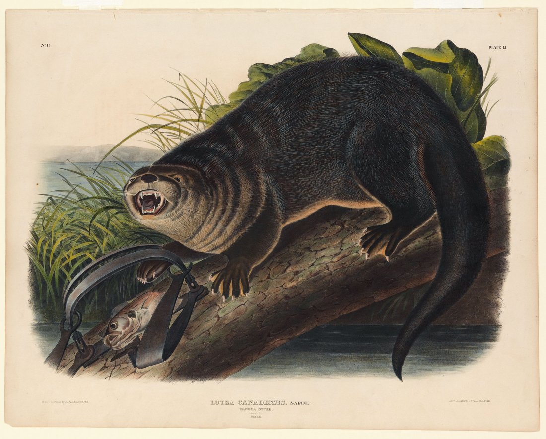 John James Audubon, Canada Otter, Plate 51: Viviparous Quadrupeds of North America, Imperial Folio. FIrst Edition Lithographs with Original Hand-Color. Philadelphia: J.T. Bowen, 1839 - 1844. approximately 27 3/4 x 21 1/2