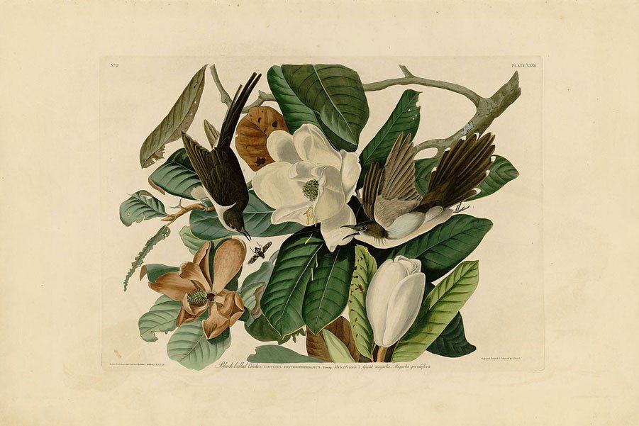 Black-billed Cuckoo, Plate 32: Birds of America, James Audubon (1785 - 1851) Elephant Folio, First Edition Aquatint Engravings with Original Hand-Color. London: Robert Havell, 1827 - 1838. (26 x 39 inches. Excellent condition.) The