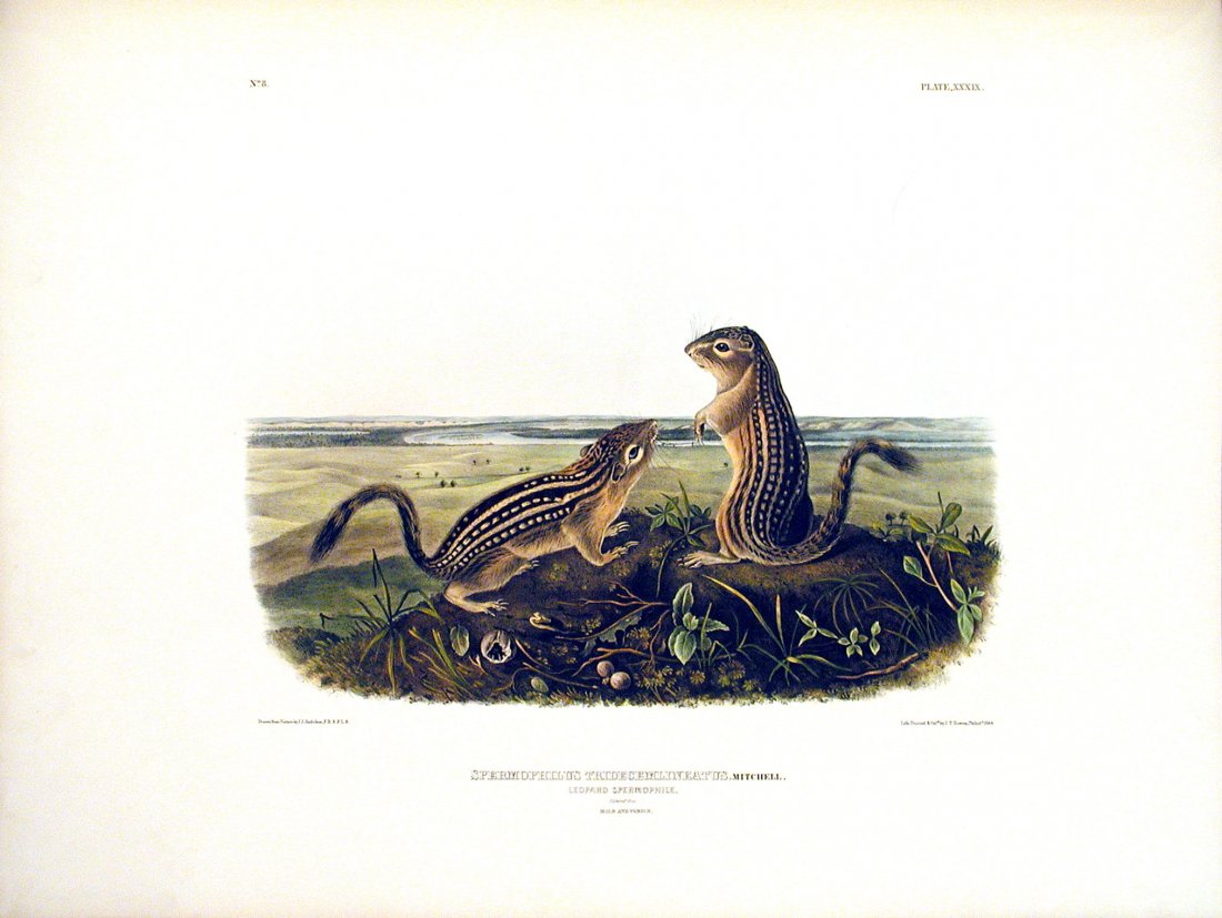Leopard Spermophile, 39: Viviparous Quadrupeds of North America, John James Audubon (1785 - 1851). Imperial Folio. FIrst Edition Lithographs with Original Hand-Color. Philadelphia: J.T. Bowen, 1839 - 1844. (Approximately 27 3