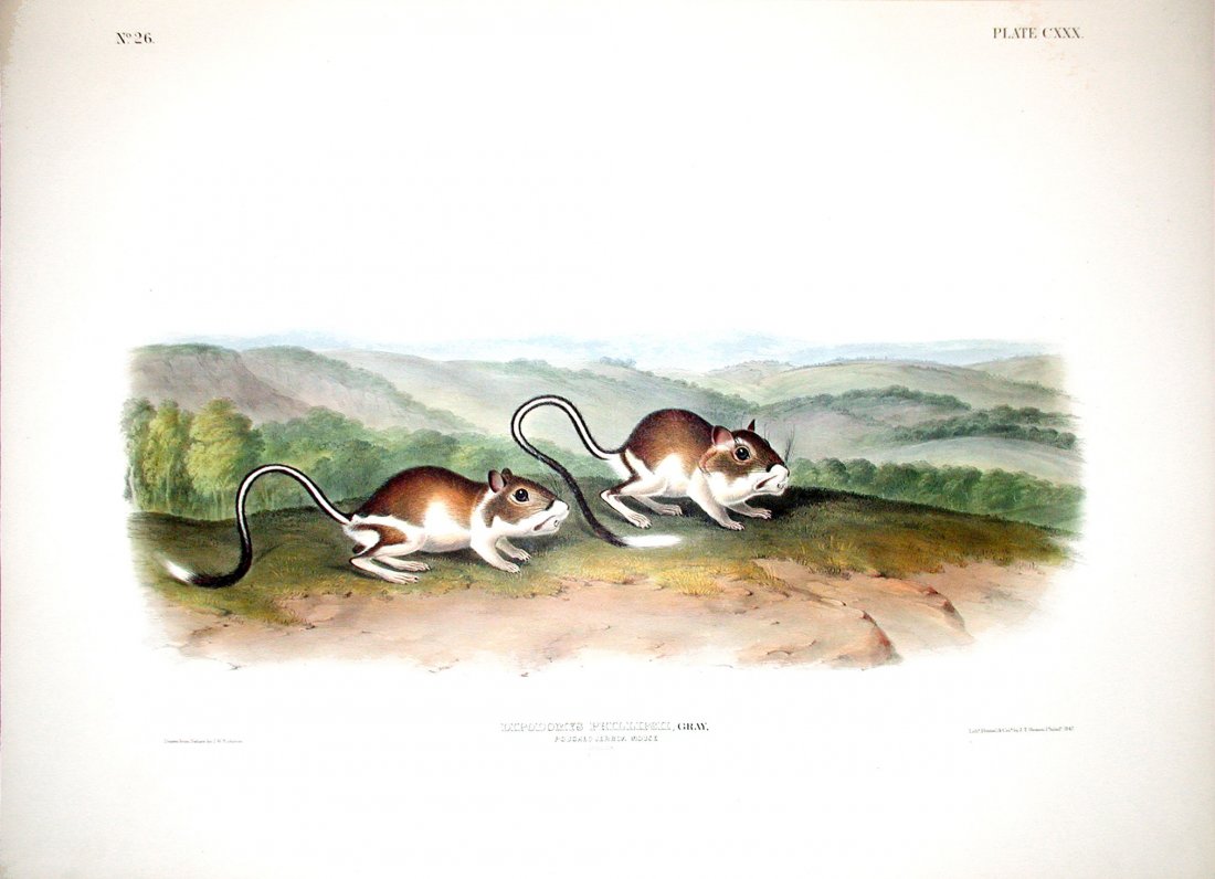 Pouched Jerboa Mouse, 130: Viviparous Quadrupeds of North America, John James Audubon (1785 - 1851). Imperial Folio. FIrst Edition Lithographs with Original Hand-Color. Philadelphia: J.T. Bowen, 1839 - 1844. (Approximately 27 3