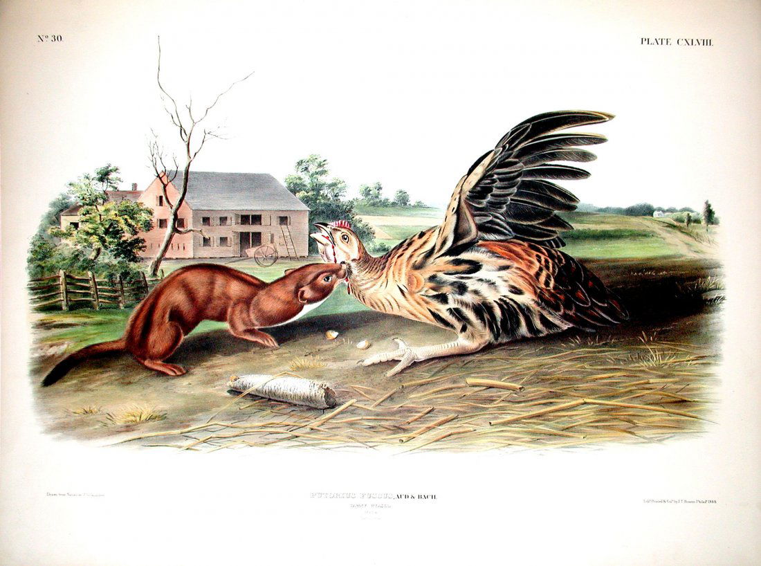 Tawny Weasel, 148: Viviparous Quadrupeds of North America, John James Audubon (1785 - 1851). Imperial Folio. FIrst Edition Lithographs with Original Hand-Color. Philadelphia: J.T. Bowen, 1839 - 1844. (Approximately 27 3
