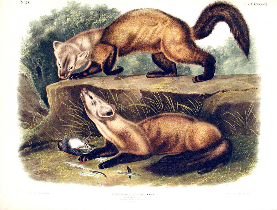 Pine Marten, 138: Viviparous Quadrupeds of North America, John James Audubon (1785 - 1851). Imperial Folio. FIrst Edition Lithographs with Original Hand-Color. Philadelphia: J.T. Bowen, 1839 - 1844. (Approximately 27 3