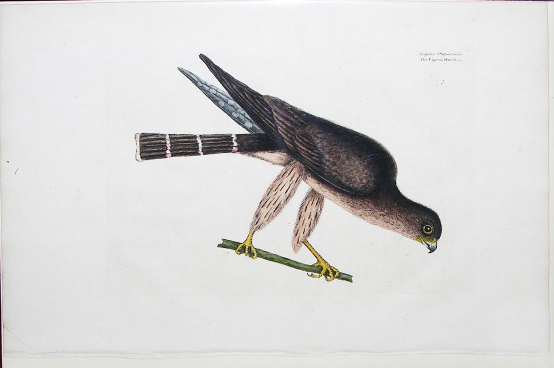 The Pigeon Hawk: Mark Catesby (1679-1749). The Natural History of Carolina, Florida and the Bahama Islands, London [1731-43]. 14 1/4 x 20 1/2 inches