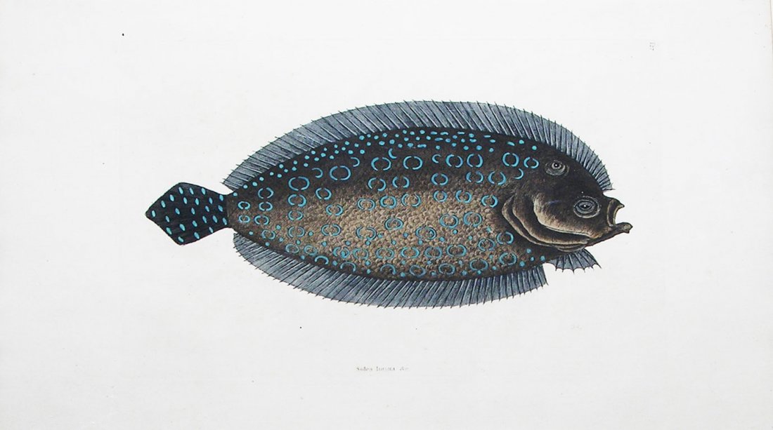 Solea Lunata (T 27): Mark Catesby (1683-1749). The Natural History of Carolina, Florida and the Bahama Islands. London, 1743. 14 1/4 x 20 3/4 inches