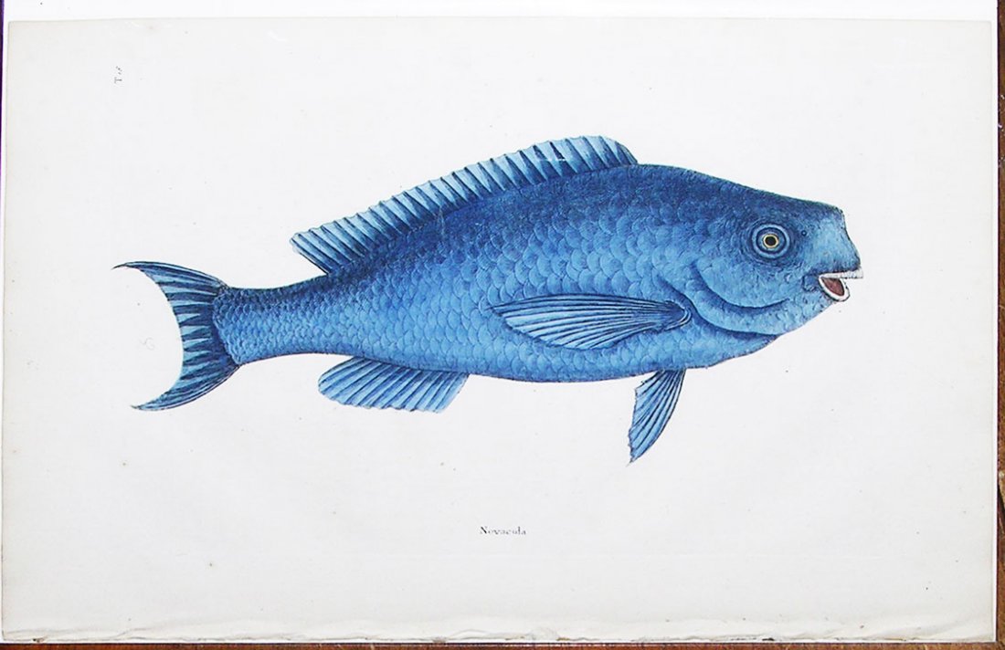 Novacula (Caerulea) (T 18): Mark Catesby (1683-1749). The Natural History of Carolina, Florida and the Bahama Islands. London, 1743. 12 1/2 x 17 3/4 inches