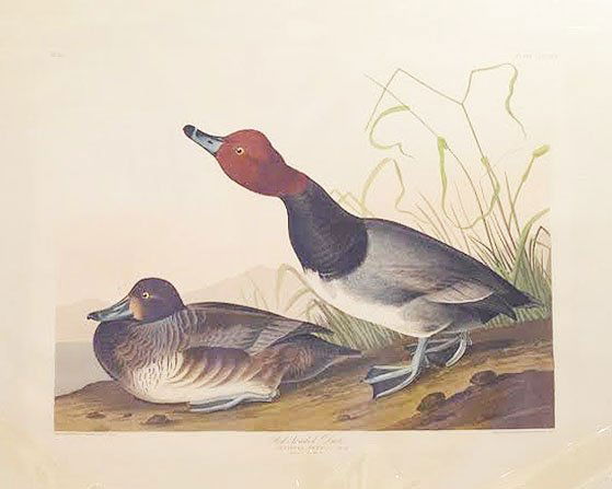 Red-Headed Duck, Plate 322: John James Audubon (1785 - 1851). First Edition Double Elephant Folio Aquatint Engravings with Original Hand-Color from Bird's of America. London: Robert Havell, 1827 - 1838. 26 x 39 1/8 inches. Excel