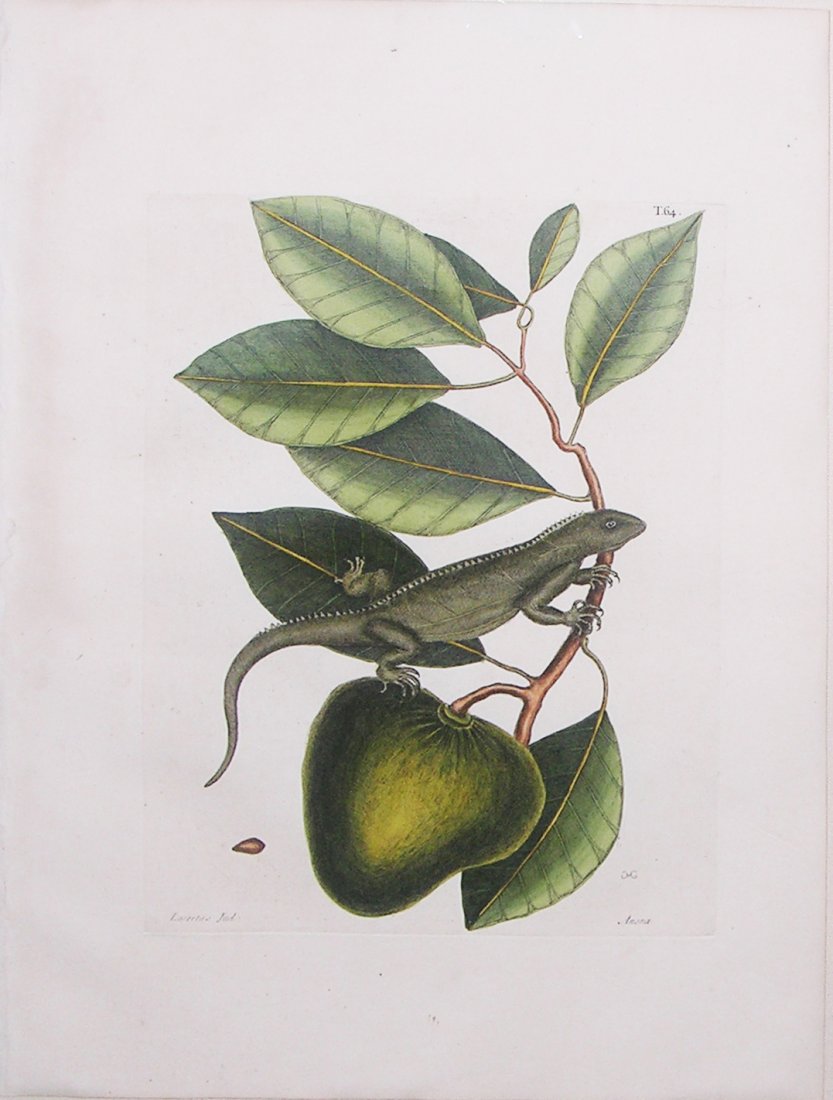 Lacertius Jud (T. 64): Selection of illustrations from Mark Catesby's (1679-1749) The Natural History of Carolina, Florida, and the Bahama Islands, London [1731-43]. engravings printed in color and finished by hand. 20 1/2