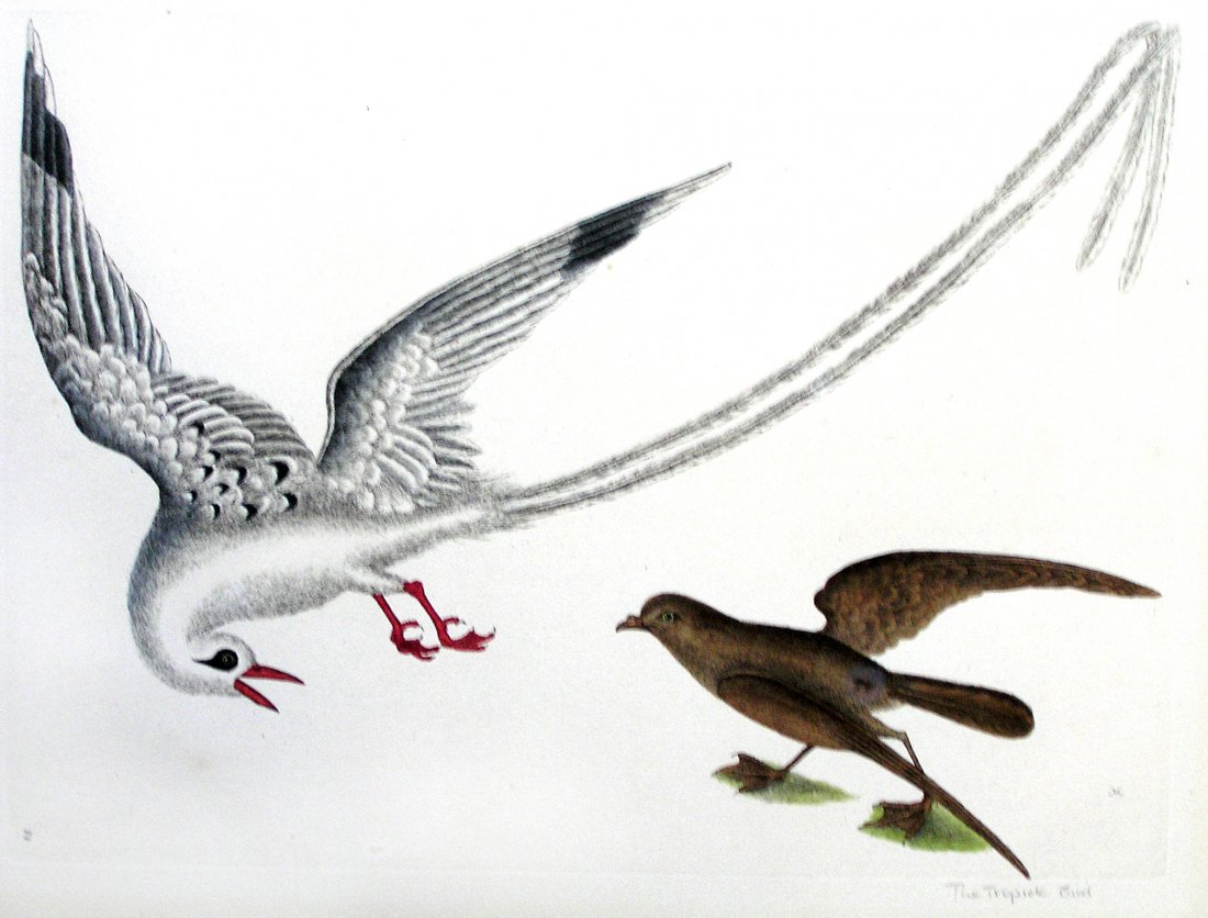 Tropic Bird (14): Selection of illustrations from Mark Catesby's (1679-1749) The Natural History of Carolina, Florida, and the Bahama Islands, London [1731-43]. engravings printed in color and finished by hand. 20 1/2