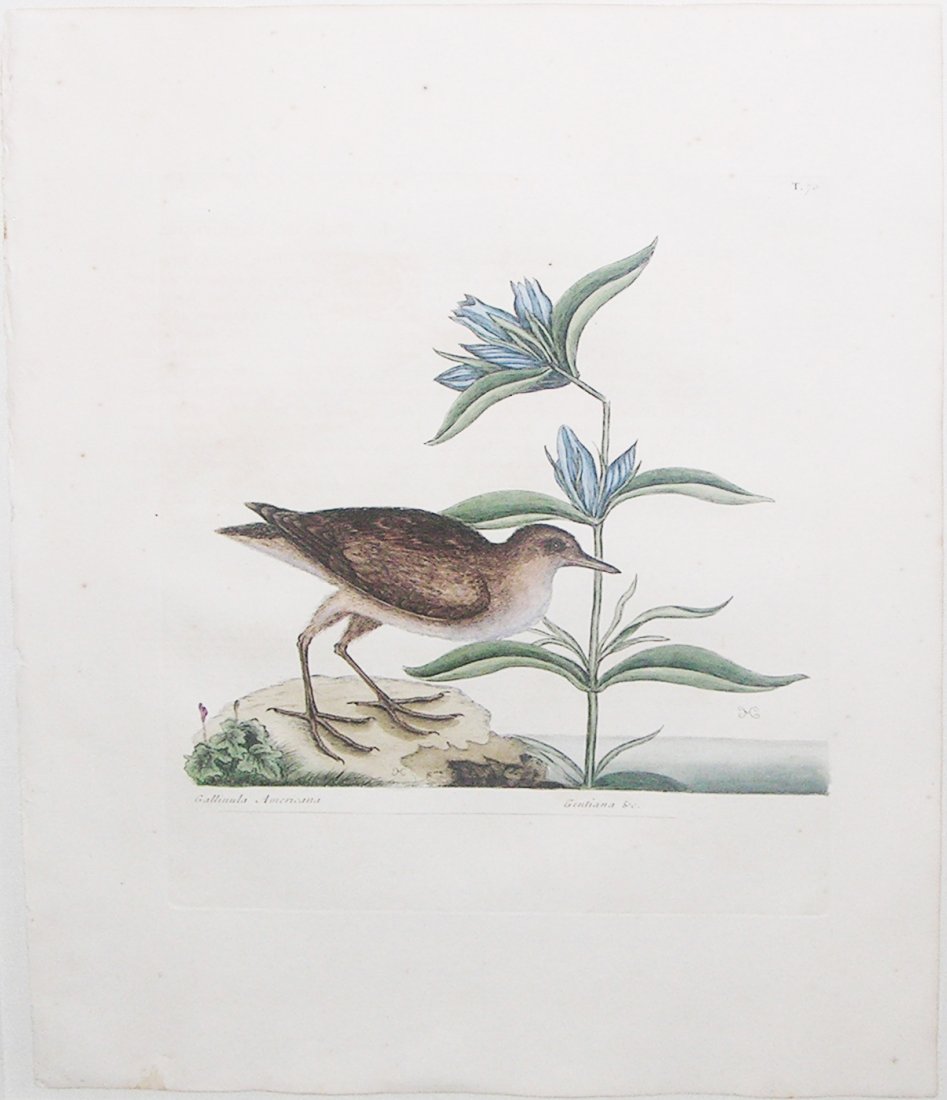 Gallinula Americana (T. 70): Selection of illustrations from Mark Catesby's (1679-1749) The Natural History of Carolina, Florida, and the Bahama Islands, London [1731-43]. engravings printed in color and finished by hand. 20 1/2
