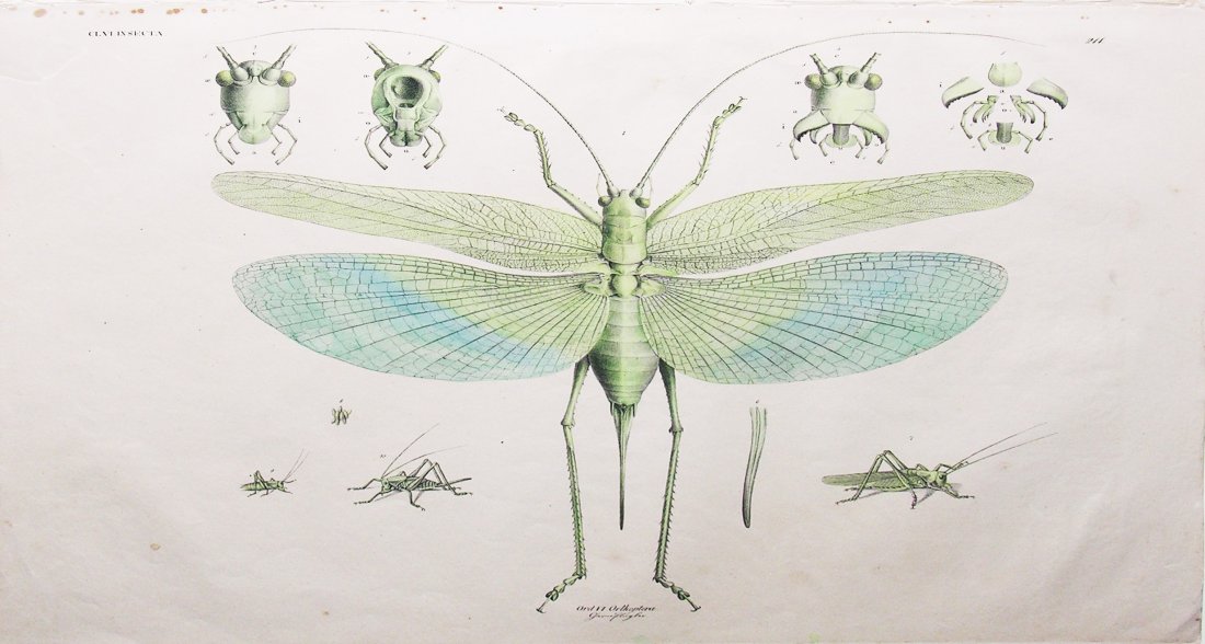 Orthoptera (211): Georg August Goldfuss (1782-1848). rare collection of engravings from Naturhistorischer Atlas (Naturalist Atlas). Arnz & Co., Dusseldorf: 1824-43. Dimensions: 17 1/4 x 22 inches. Georg August Goldfuss