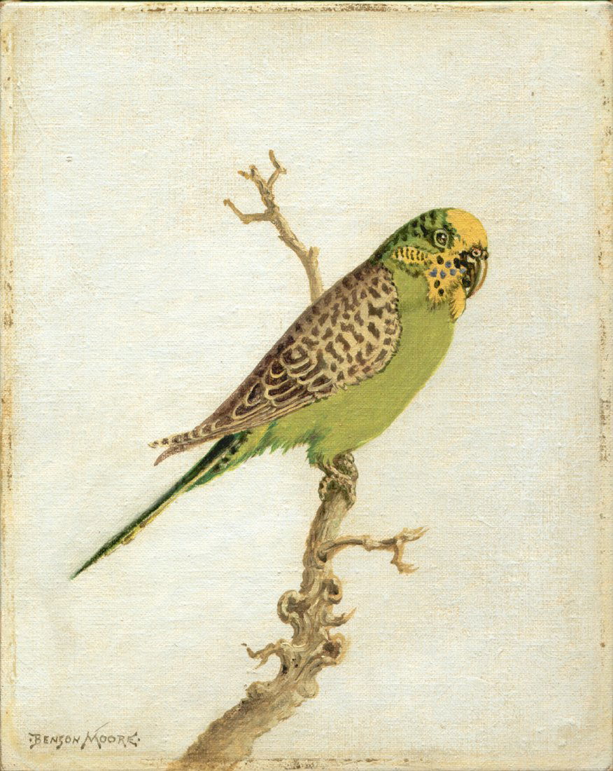 Wild Parakeet, (Sarasota, Florida): Benson Bond Moore (1882-1974). Wild Parakeet, Sarasota, Florida. American: 3rd Quarter 20th Century. Oil on canvas panel. Signed lower left. Titled verso of canvas panel and on backing board. Numbered
