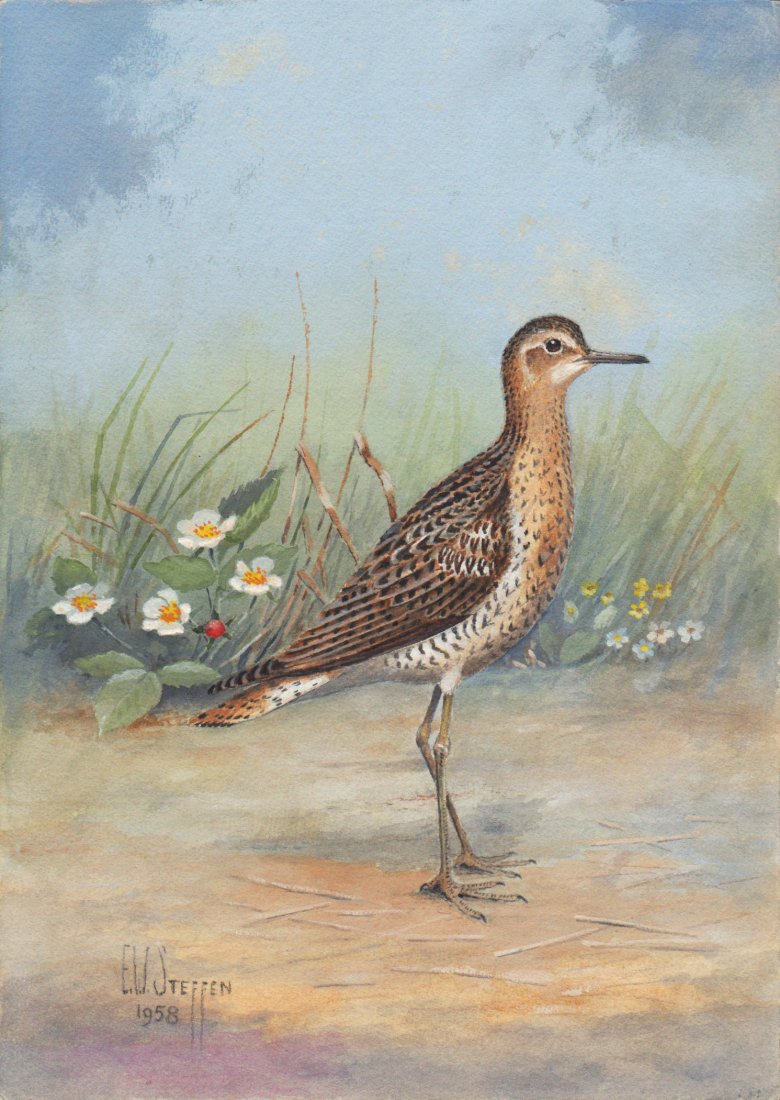 Upland Plover: Earnest W. Steffen (American, 1891-1981). A Selection of Birds Paintings. American: 1948. Each signed and dated lower left. Watercolor and gouache on paper. Each titled in pencil, verso. 14 x 10 inche