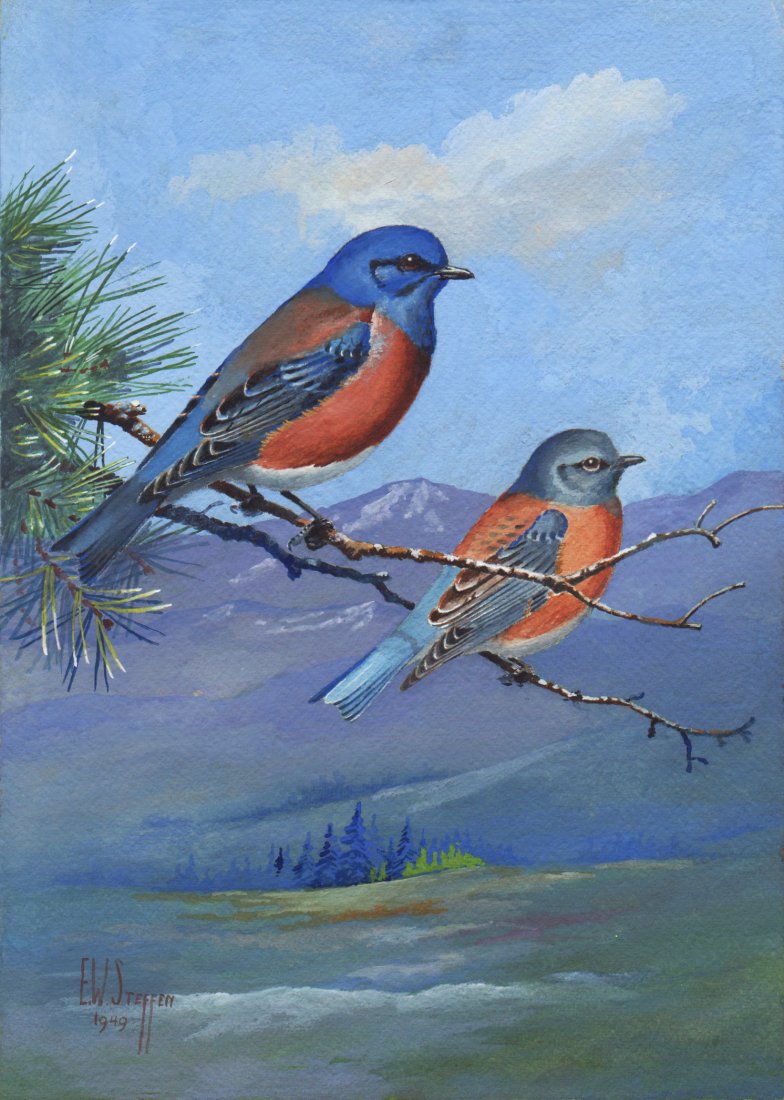 Western Bluebird: Earnest W. Steffen (American, 1891-1981). A Selection of Birds Paintings. American: 1948. Each signed and dated lower left. Watercolor and gouache on paper. Each titled in pencil, verso. 14 x 10 inche