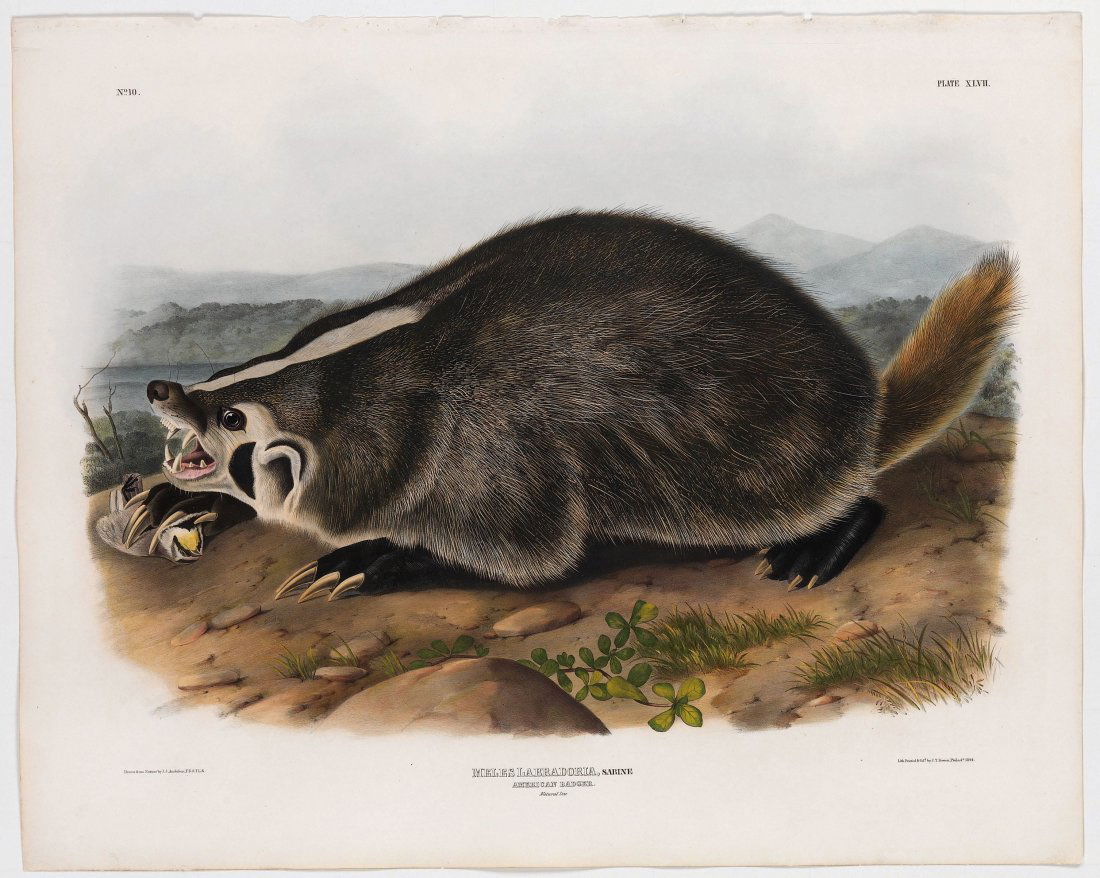 American Badger, pl. 47 (1 of 1)