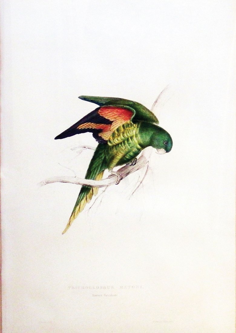 Trichoglossus Matoni, Maton's Parakeet: Edward Lear (1812-1888). hand-colored Lithograph. London: C. Hullmandel, 1830-32. 19 x 13 inches, 31 1/2 x 24 inches framed.Born in 1812 in Highgate just outside of London, Edward Lear displayed remar