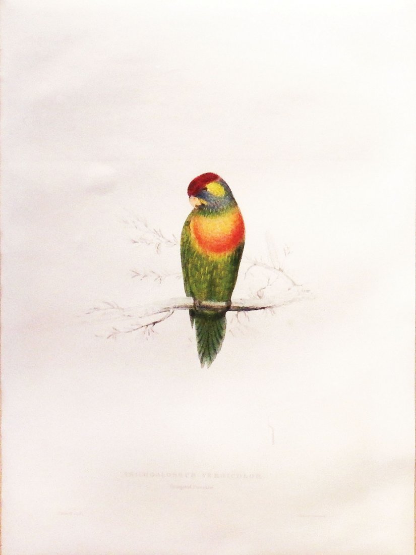 Trichoglossus Versicolor, Varigated Parakeet: Edward Lear (1812-1888). hand-colored Lithograph. London: C. Hullmandel, 1830-32. 19 x 13 inches, 31 1/2 x 24 inches framed.Born in 1812 in Highgate just outside of London, Edward Lear displayed remar
