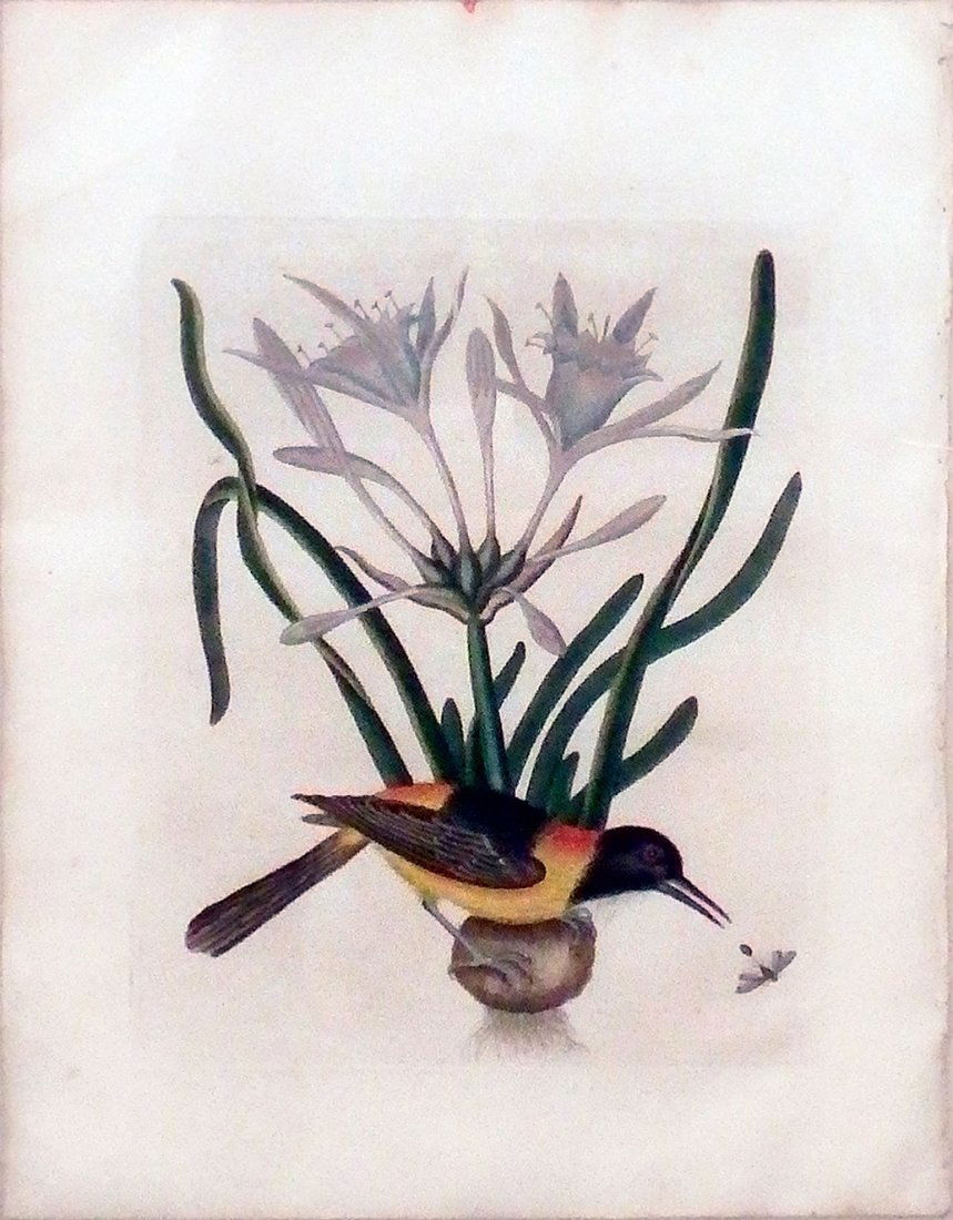 Yellow and Black Pye, App. Pl.5): Mark Catesby (1682/83-1749). Handcolored engraved plates. London, 1731-43. 20 x 14 1/4 inches, 29 3/4 x 23 1/4 inches framed. The Natural History of Carolina, Florida, and the Bahama Islands, London [