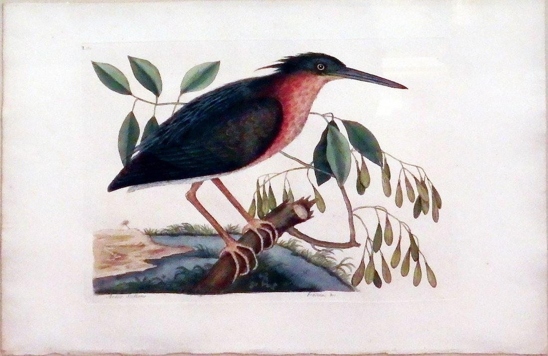 The Small Bittern, Vol 1, T.80: Mark Catesby (1682/83-1749). Handcolored engraved plates. London, 1731-43. 14 1/4 x 20 inches, 23 1/4 x 29 3/4 inches framed. The Natural History of Carolina, Florida, and the Bahama Islands, London [