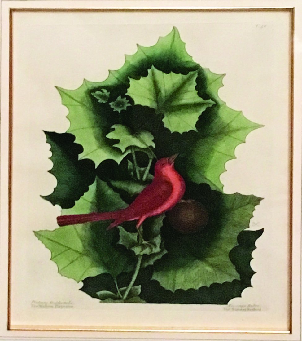 Summer Red Bird, T. 56.: Mark Catesby (1679-1749). From the Natural History of Carolina, Florida and the Bahama Islands. London: 1731-43. Engravings printed in color and finished by hand. 15 x 11 1/4 visible, 24 1/4 x 20 inch
