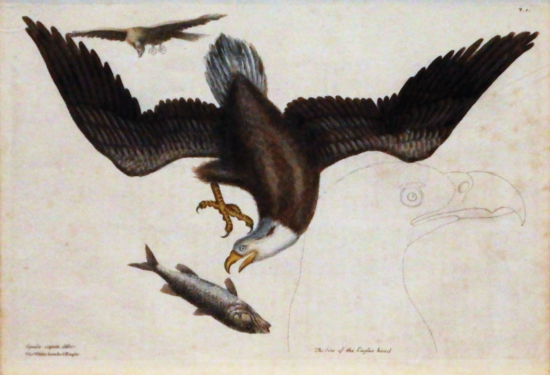 White-headed Eagle, T. 1.: Mark Catesby (1679-1749). From the Natural History of Carolina, Florida and the Bahama Islands. London: 1731-43. Engravings printed in color and finished by hand. 11 x 15 1/2 visible, 20 1/4 x 24 inch