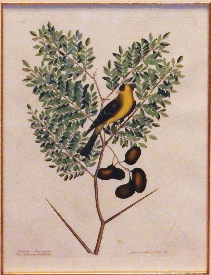 American Gold Finch, T. 43.: Mark Catesby (1679-1749). From the Natural History of Carolina, Florida and the Bahama Islands. London: 1731-43. Engravings printed in color and finished by hand. 15 x 11 1/4 visible, 24 1/4 x 20 inch