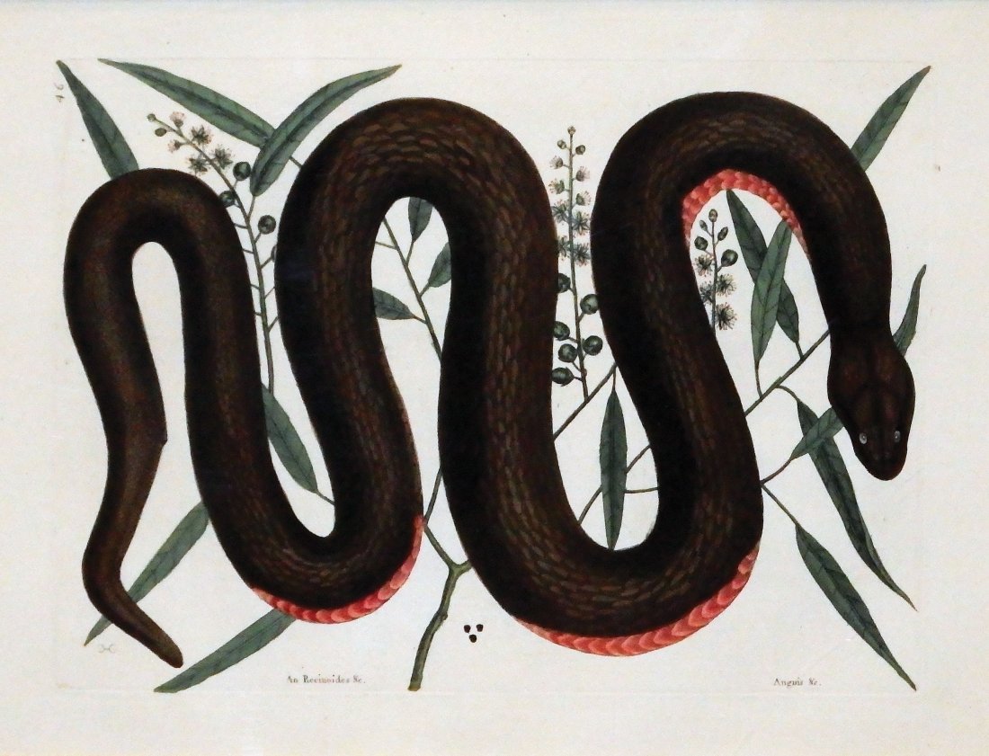 Copper-Bellied Snake, Pl. 46.: Mark Catesby (1679-1749). From the Natural History of Carolina, Florida and the Bahama Islands. London: 1731-43. Engravings printed in color and finished by hand. 11 x 15 1/2 visible, 20 1/4 x 24 inch