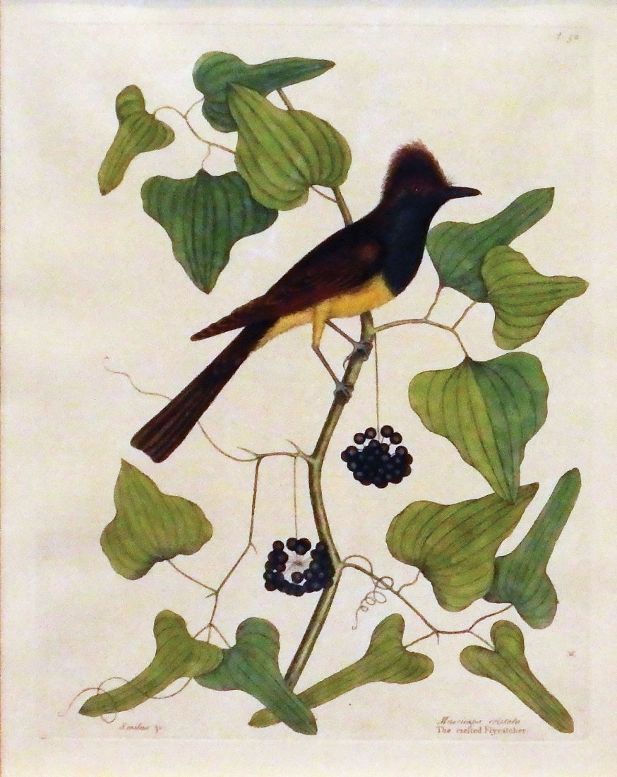 The Crested Flycatcher, T. 52.: Mark Catesby (1679-1749). From the Natural History of Carolina, Florida and the Bahama Islands. London: 1731-43. Engravings printed in color and finished by hand. 15 x 11 1/4 visible, 24 1/4 x 20 inch