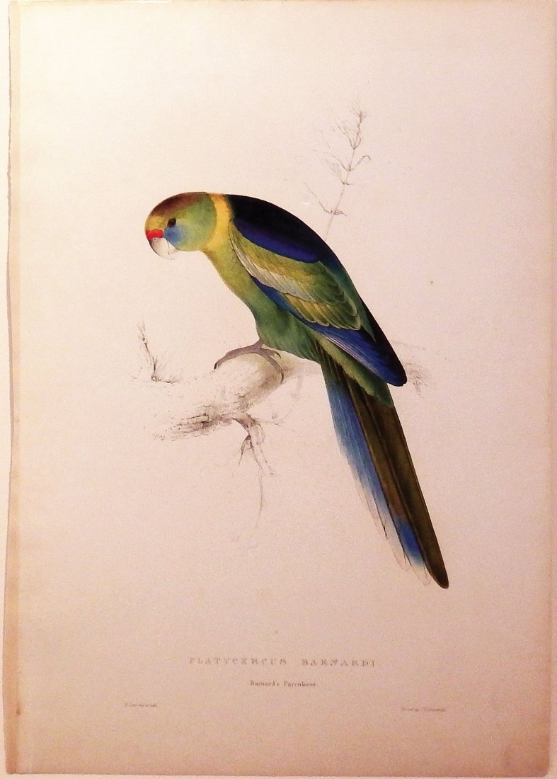 Platycercus Barnardi/Barnards Parakeet: Edward Lear (1812-1888). Hand-colored lithograph. C. Hullmandel, 1832. 21 x 14 inches.