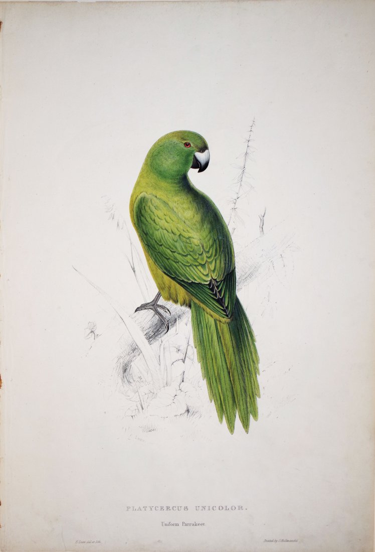 Platycercus Unicolor/Uniform Parakeet: Edward Lear (1812-1888). Hand-colored lithograph. C. Hullmandel, 1832. 21 x 14 inches.