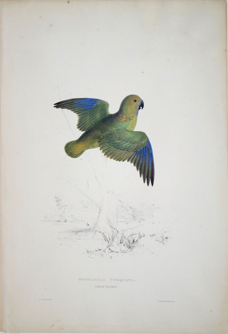 Psittacula Torquata/Collared Pararkeet: Edward Lear (1812-1888). Hand-colored lithograph. C. Hullmandel, 1832. 21 x 14 inches.