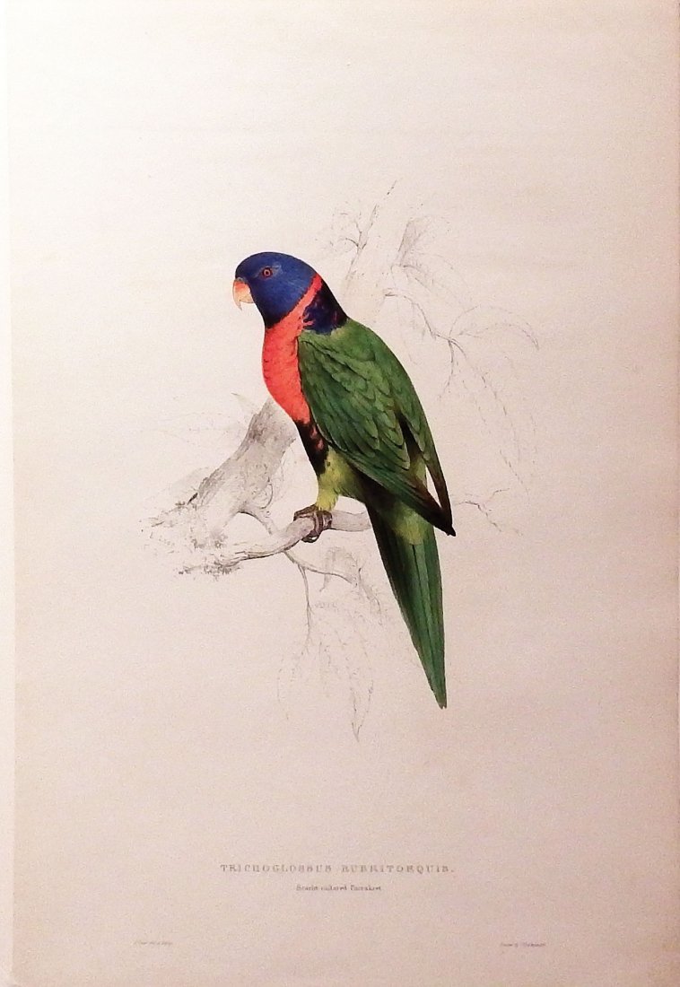 Trichoglossus Rubritorquis/Scarlet Collared Parakeet: Edward Lear (1812-1888). Hand-colored lithograph. C. Hullmandel, 1832. 21 x 14 inches.