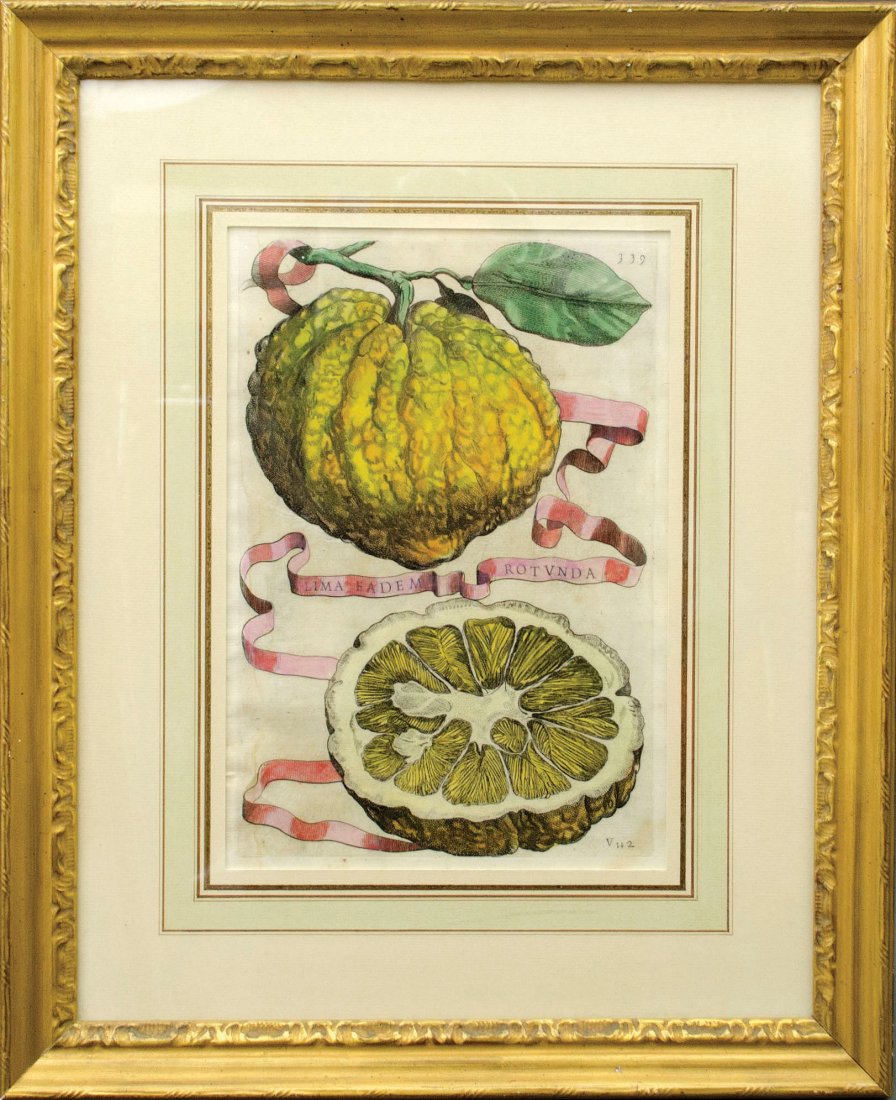 Botanical Citrus Print from Hesperides Sive de Malorum (1 of 1)