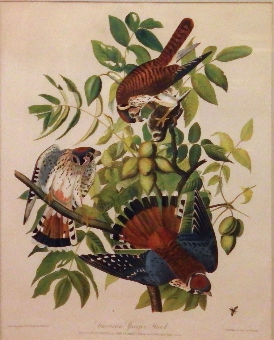 American Sparrow Hawk (1 of 1)