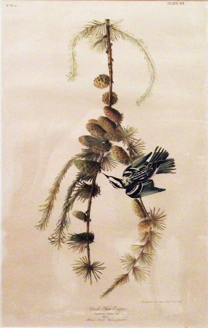 Black and White Creeper (1 of 1)