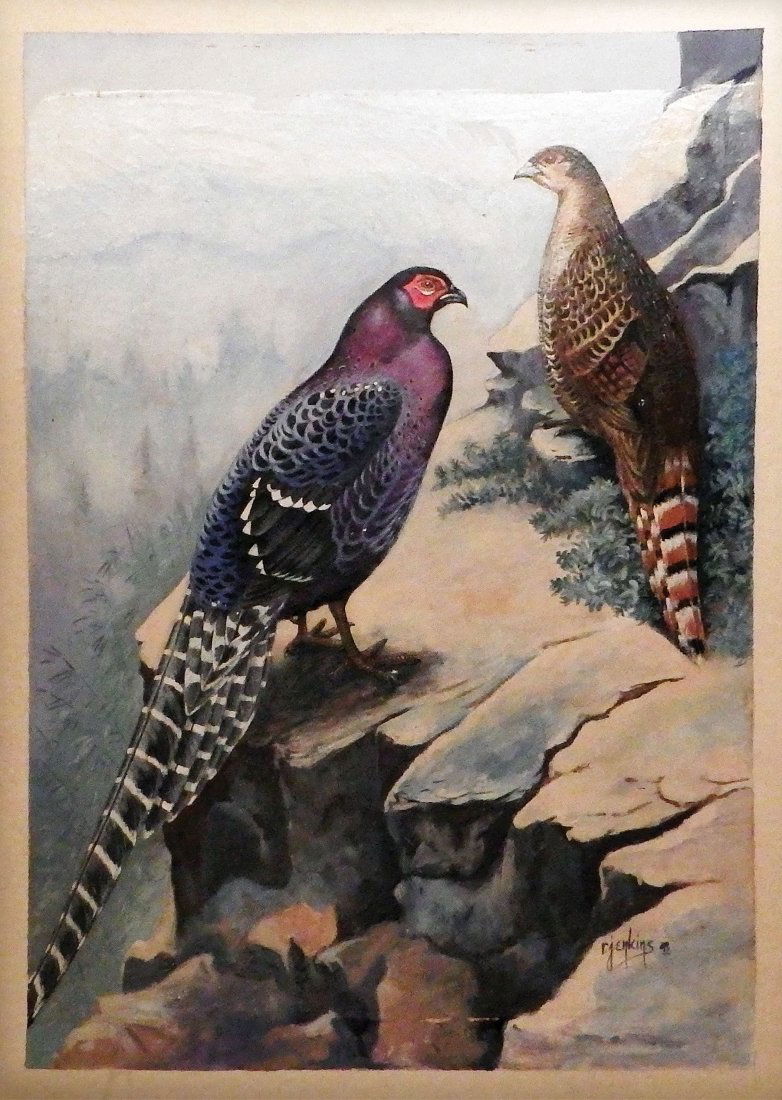 Mikado Pheasants (1 of 1)