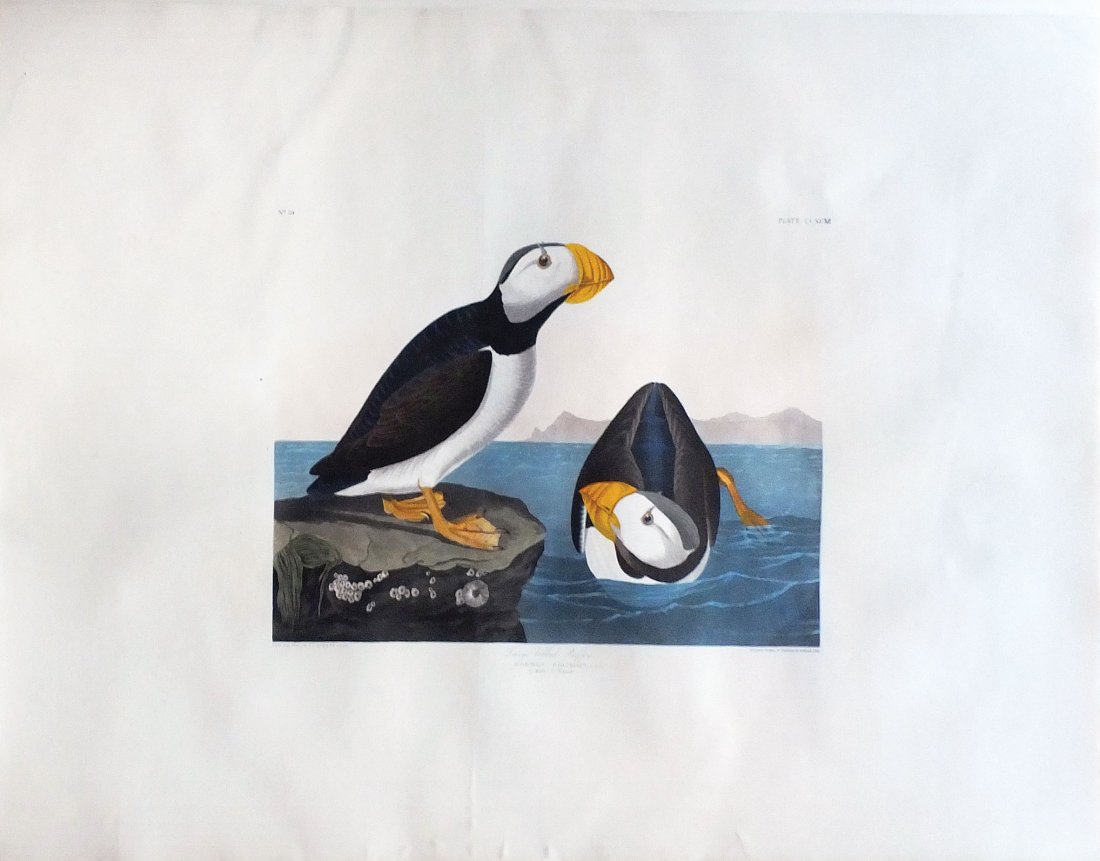 Puffin, Plate 213: John James Audubon (1785 - 1851). London: Havell, 1827-38. Aquatint Engraving. 25 x 38 inches