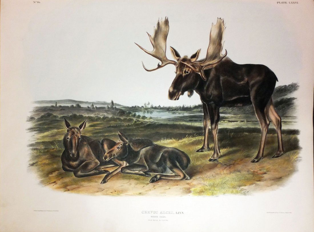 Moose Deer, Plate 76 (1 of 1)