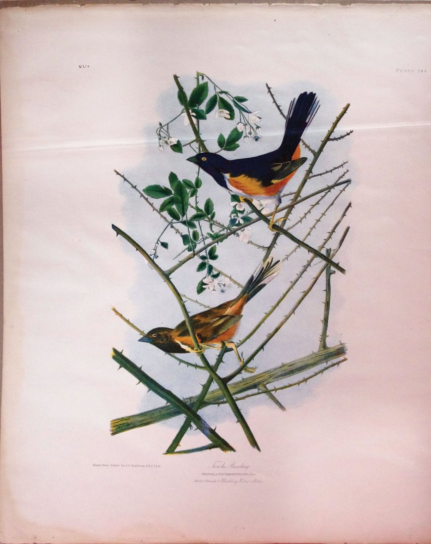 Towhe Bunting, Plate 195 (1 of 1)