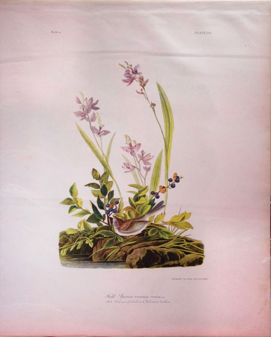 Field Sparrow, Plate 164 (1 of 1)