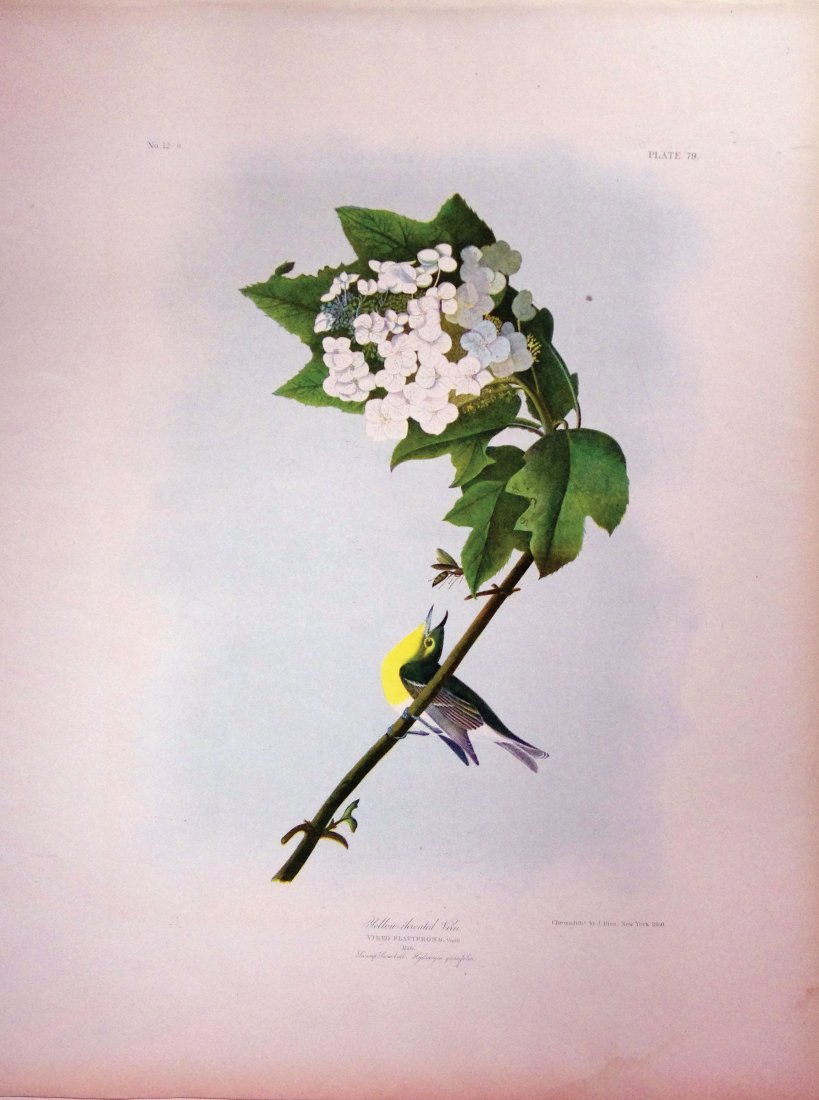 Yellow-Throated Vireo, Plate 79: John James Audubon (1785 - 1851). New York: Bien, 1858-1860. Chromolithograph. 26 3/4 x 19 3/4 inches