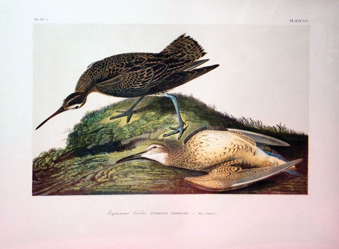 Esquimaux Curlew, Plate 357: John James Audubon (1785 - 1851). New York: Bien, 1858-1860. Chromolithograph. 19 3/4 x 26 3/4 inches