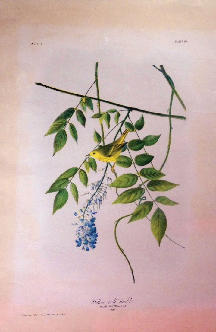 Yellow Poll Warbler, Plate 89: John James Audubon (1785 - 1851). New York: Bien, 1858-1860. Chromolithograph.26 3/4 x 19 1/4 inches