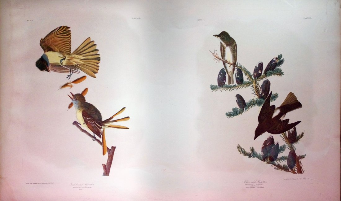 Great Crested Flycatcher, Plate 57 & Olive sided (1 of 1)