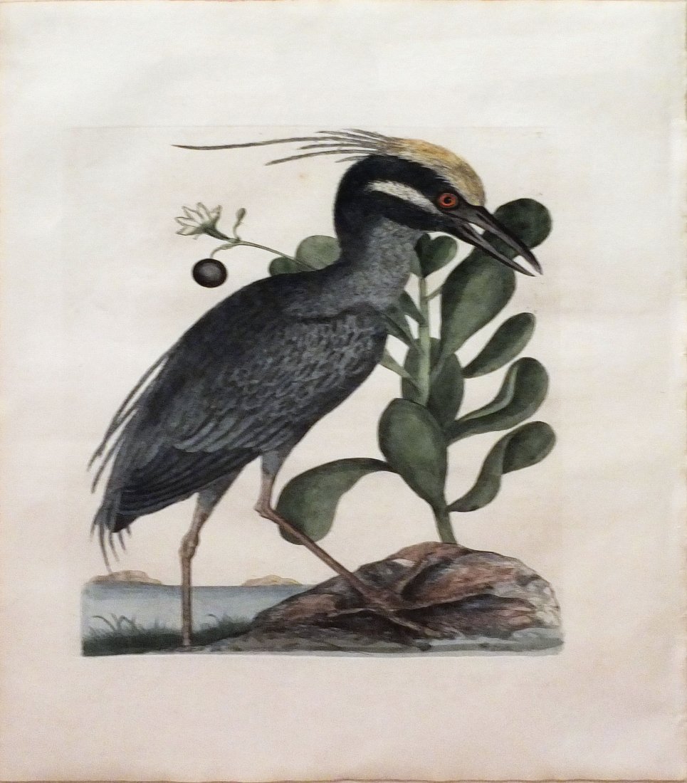 Crested Bittern, Pl 79: Mark Catesby (1679 - 1749). From the Natural History of Carolina, Florida and the Bahama Islands. London: 1731-43. Engravings colored by hand. 20 1/2 x 14 1/4 inches