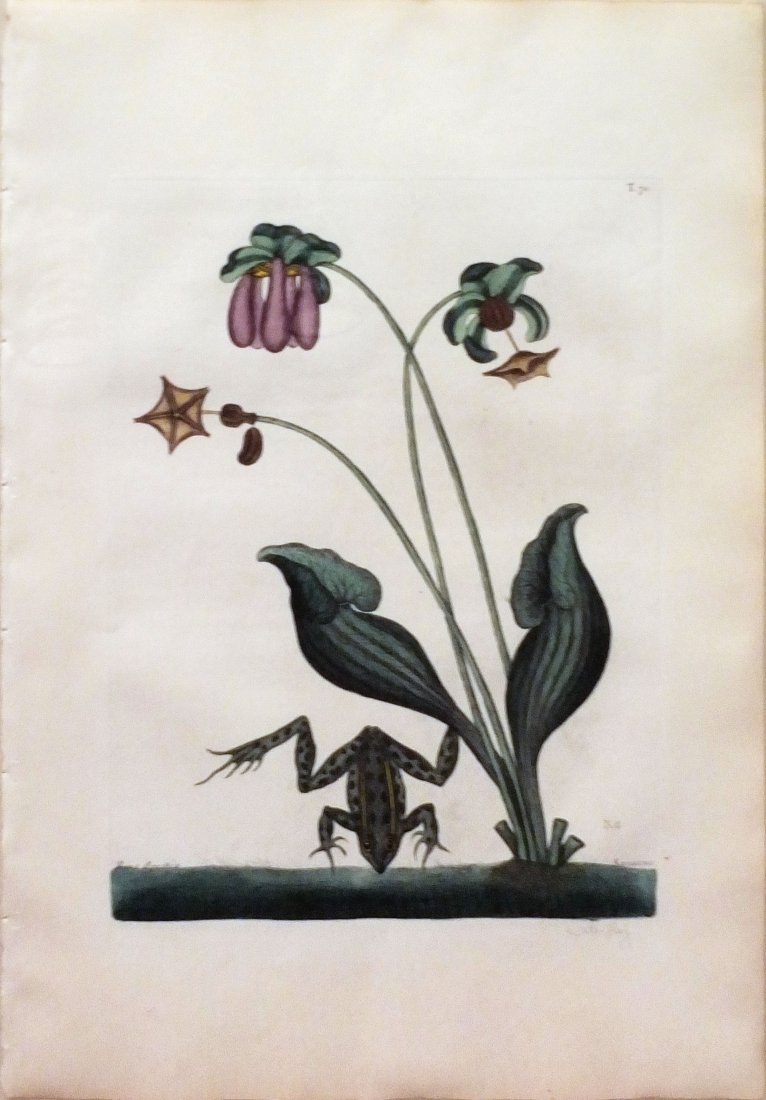 Waterfrog (T. 70): Mark Catesby (1679 - 1749). From the Natural History of Carolina, Florida and the Bahama Islands. London: 1731-43. Engravings colored by hand. 20 1/2 x 14 1/4 inches. This was the first Natural Histor