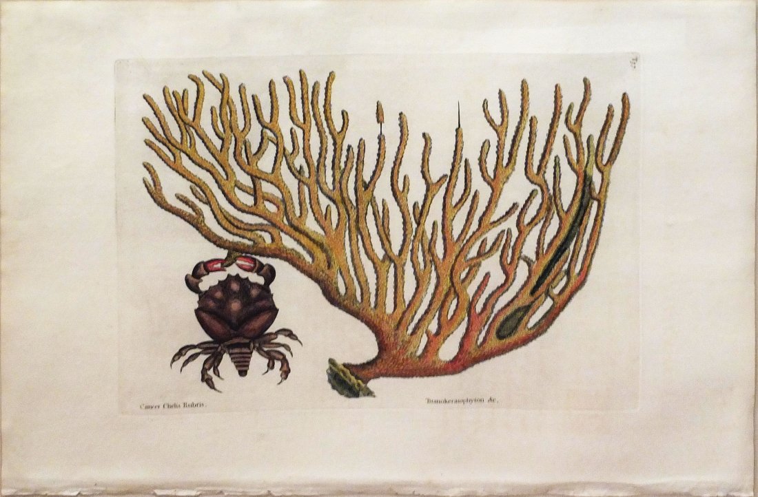 Cancer Chelis Rubris (T.37): Mark Catesby (1679 - 1749). From the Natural History of Carolina, Florida and the Bahama Islands. London: 1731-43. Engravings colored by hand. 14 1/4 x 20 1/2 inches. This was the first Natural Histor