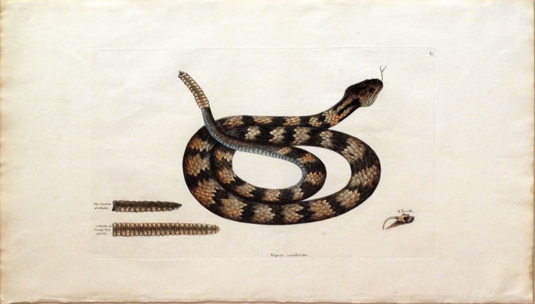 Vipera Caudisona (P. 41): Mark Catesby (1679 - 1749). From the Natural History of Carolina, Florida and the Bahama Islands. London: 1731-43. Engravings colored by hand. 14 1/4 x 20 1/2 inches