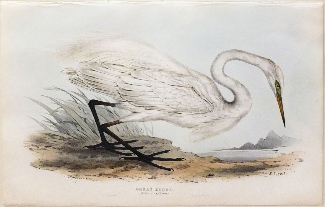 Great Egret (Ardea Alba): Edward Lear (1812-1888). London, C. Hullmandel. Hand-colored lithograph. 14 x 21 inches sheet, 24 x 31 inches framed.