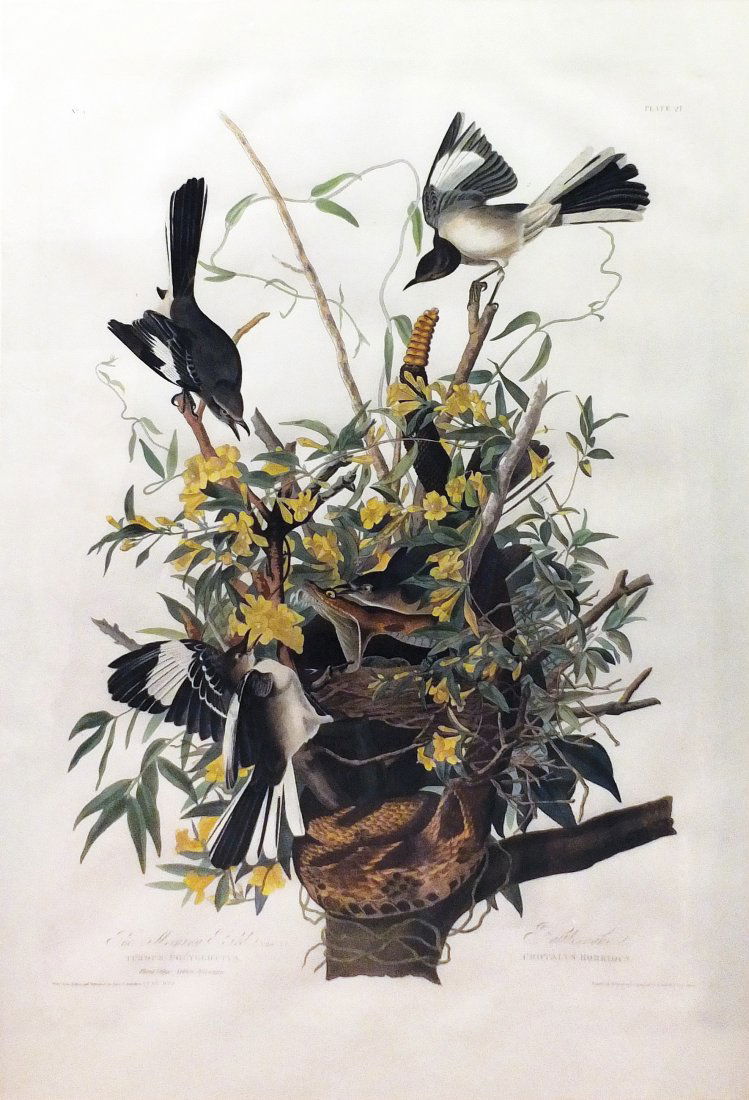 Mockingbird, Plate 21: John James Audubon (1785 - 1851). London: Havell, 1827-38. Aquatint Engraving. 38 1/2 x 25 3/4 inches. Guidance: Mid-Hudson, June 7, 2014 - $30,500. The State Bird of Texas, an excellent composition.