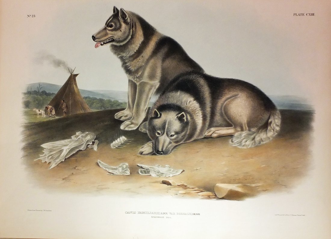 Esquimaux Dog, Plate 113 (1 of 1)